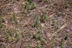 Erigeron breweri breweri