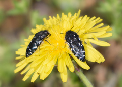 Acmaeodera ornata