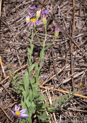 Erigeron breweri breweri