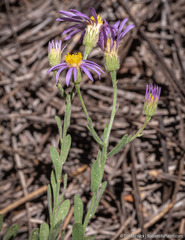 Erigeron breweri breweri