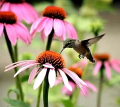 Selasphorus calliope