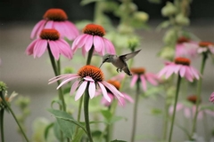 Selasphorus calliope