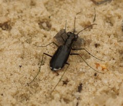 Cicindela abdominalis