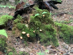 Kuehneromyces marginellus