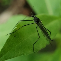 Gnophomyia