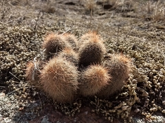 Echinocereus reichenbachii baileyi