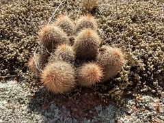 Echinocereus reichenbachii baileyi