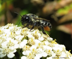 Megachile pollinosa