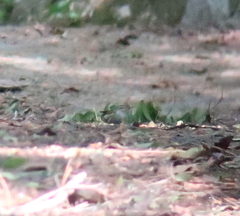 Phylloscopus borealoides