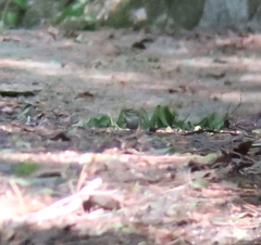 Phylloscopus borealoides