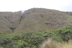 Escallonia myrtilloides