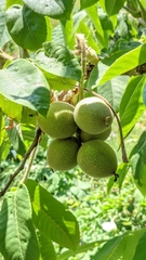 Juglans ailantifolia