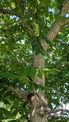Juglans ailantifolia