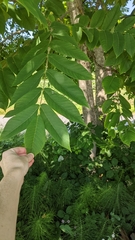 Juglans ailantifolia