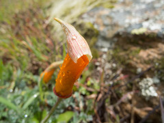 Eschscholzia californica californica