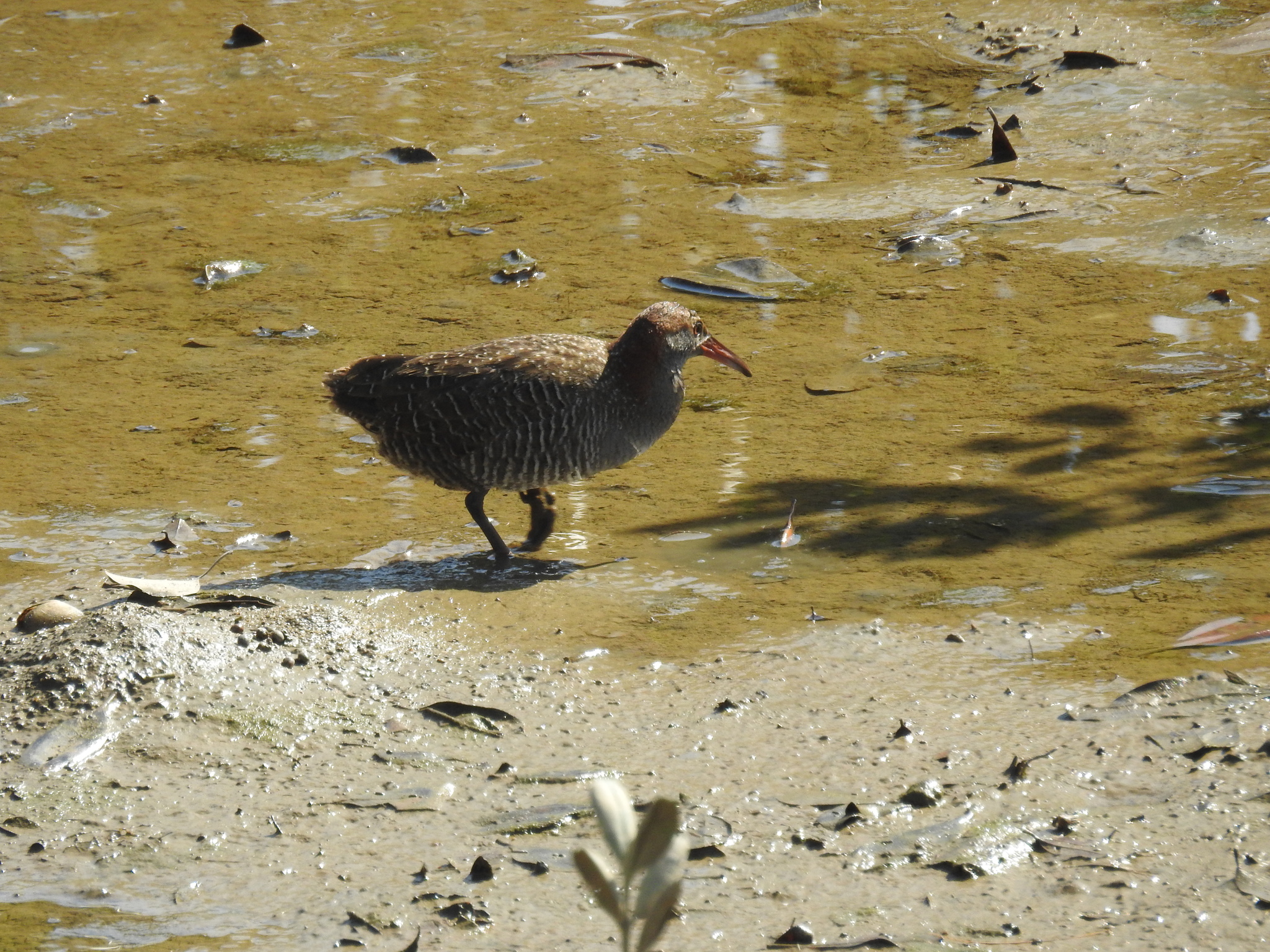 Slaty-breasted Rail