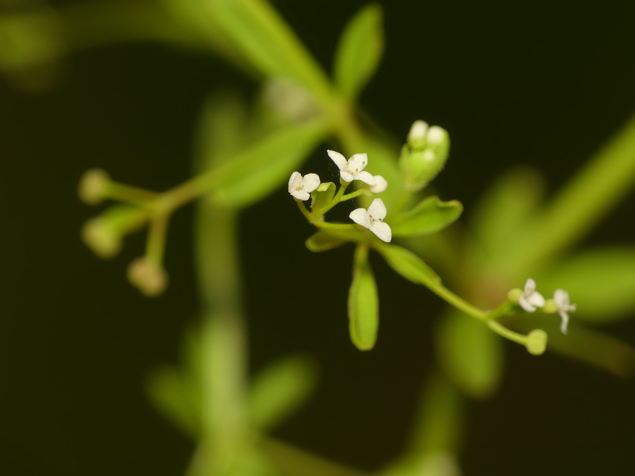 Galium tinctorium