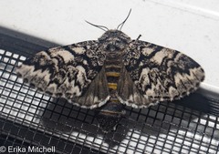 Panthea acronyctoides