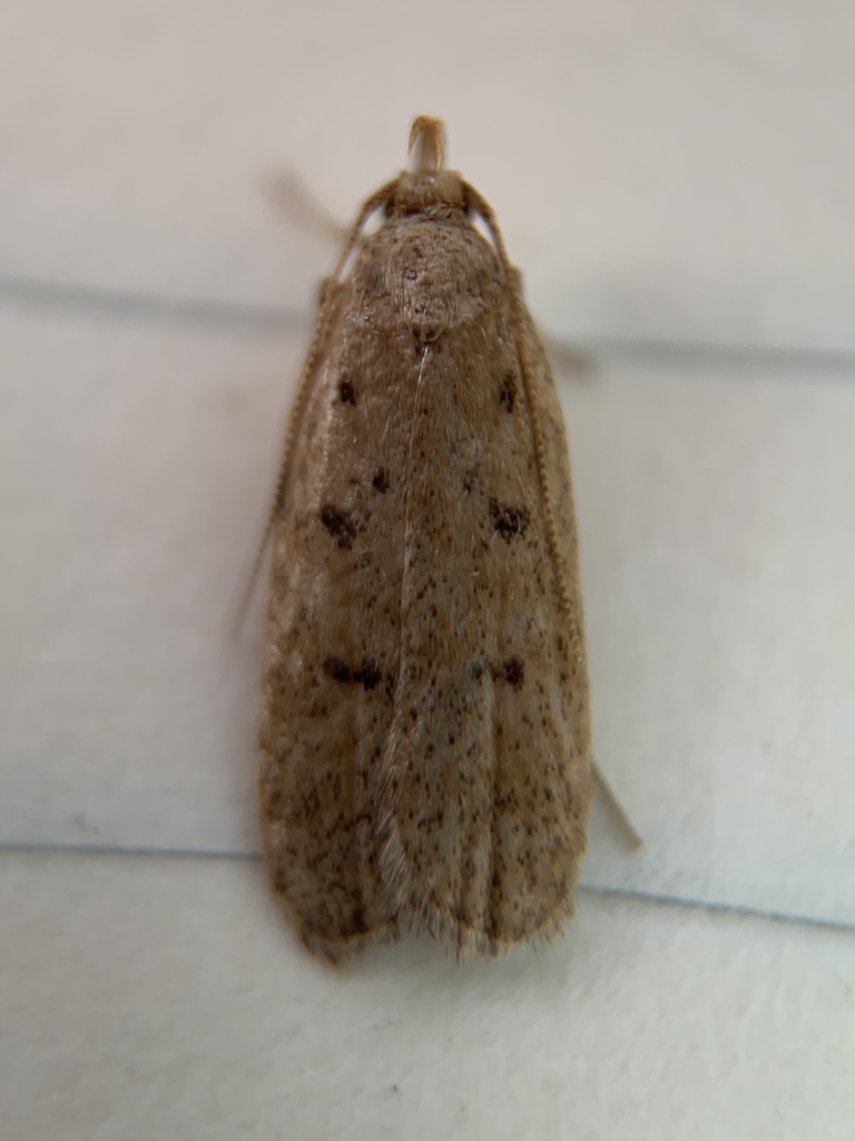 Glyphidocera meyrickella