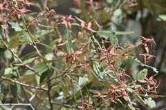 Quercus hypoleucoides