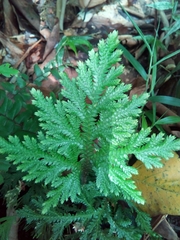 Selaginella delicatula