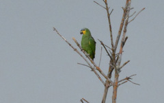 Amazona amazonica amazonica