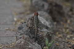 Sceloporus magister
