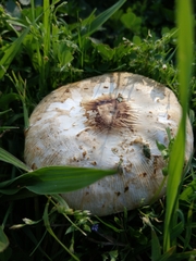 Agaricineae