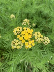 Tanacetum vulgare