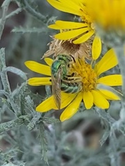 Agapostemon angelicus