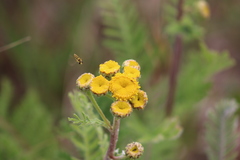 Tanacetum bipinnatum