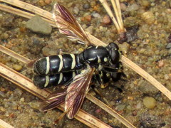 Media resource of Temnostoma balyras