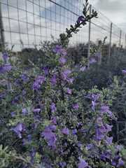 Leucophyllum laevigatum