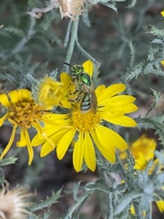 Agapostemon angelicus