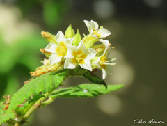 Melochia betonicifolia