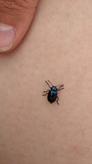 Chrysochus cobaltinus