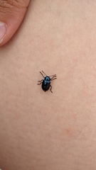 Chrysochus cobaltinus