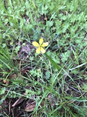 Ranunculus occidentalis