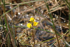 Utricularia cornuta