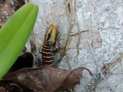 Dasia grisea