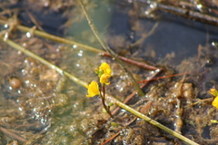 Utricularia cornuta