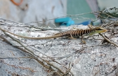 Dasia grisea