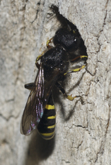 Ectemnius cephalotes