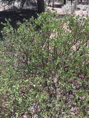 Arctostaphylos parryana