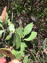 Arctostaphylos parryana