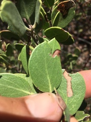 Arctostaphylos parryana