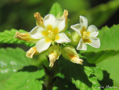 Melochia betonicifolia