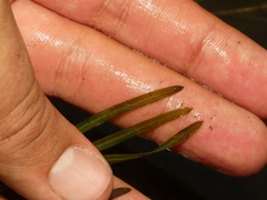 Potamogeton foliosus