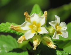 Melochia betonicifolia