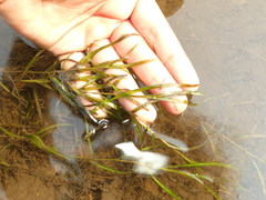 Potamogeton foliosus